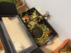 IMG 0484v